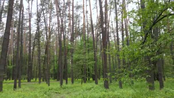 Paesaggio forestale selvaggio in una giornata estiva — Video Stock