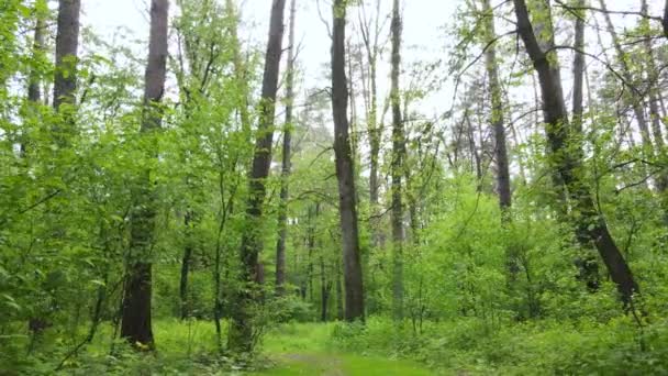 Vadon élő erdei táj egy nyári napon — Stock videók