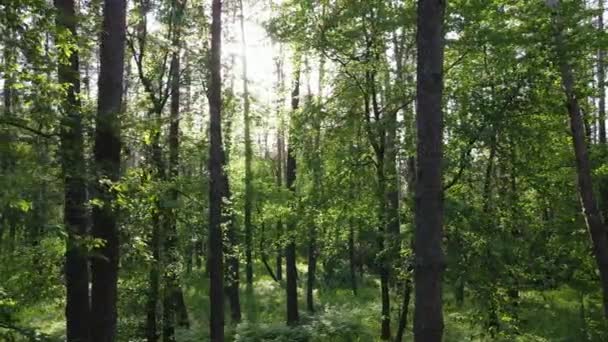 Paysage forestier sauvage un jour d'été — Video