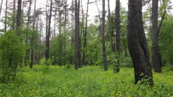 Wild boslandschap op een zomerdag — Stockvideo