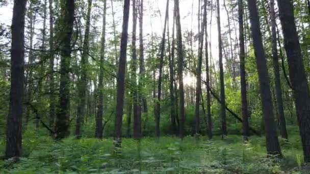 Dziki krajobraz leśny w letni dzień — Wideo stockowe