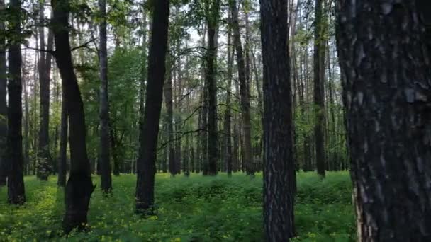 Дикий лесной пейзаж в летний день — стоковое видео