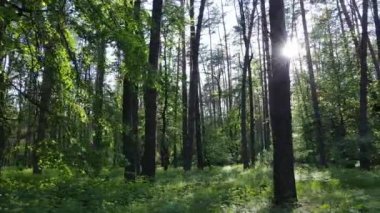 Bir yaz gününde vahşi orman manzarası