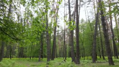 Bir yaz gününde vahşi orman manzarası