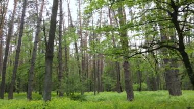 Bir yaz gününde vahşi orman manzarası