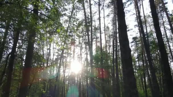Дикий лісовий пейзаж на літній день — стокове відео