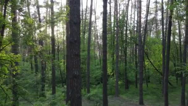 Paesaggio forestale selvaggio in una giornata estiva — Video Stock