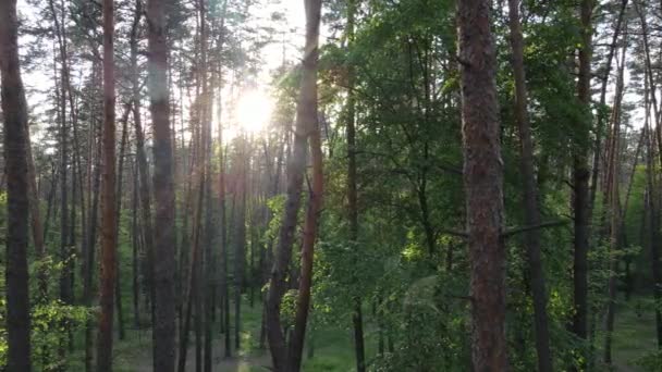 Vilda skogslandskap en sommardag — Stockvideo