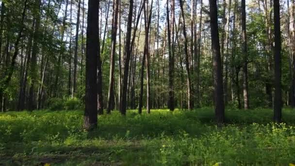 Paesaggio forestale selvaggio in una giornata estiva — Video Stock