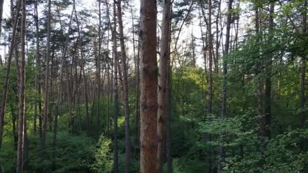 Dziki krajobraz leśny w letni dzień — Wideo stockowe