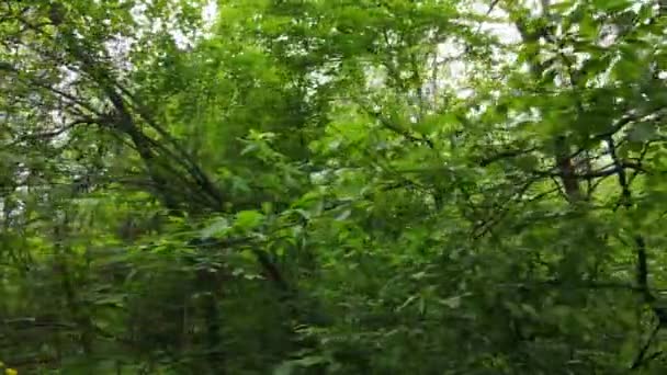 여름철의 숲 풍경 — 비디오