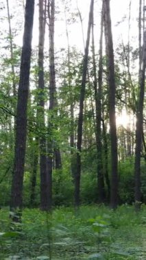 Ormandaki birçok ağacın dikey videosu