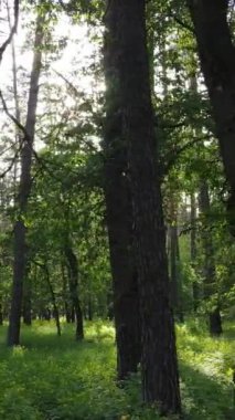 Ormandaki birçok ağacın dikey videosu