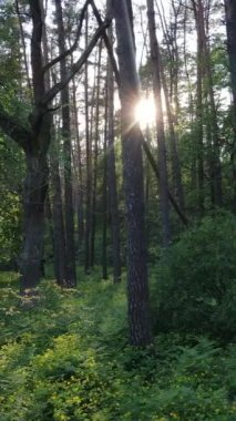 Ormandaki birçok ağacın dikey videosu