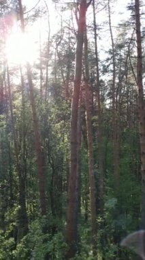 Ormandaki birçok ağacın dikey videosu