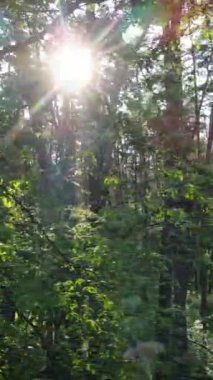 Ormandaki birçok ağacın dikey videosu