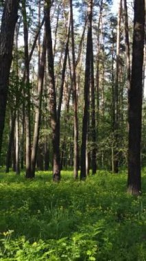 Ormandaki birçok ağacın dikey videosu