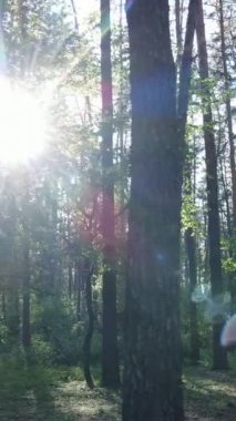 Ormandaki birçok ağacın dikey videosu