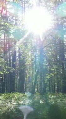 Ormandaki birçok ağacın dikey videosu