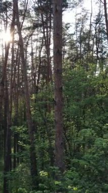 Ormandaki birçok ağacın dikey videosu