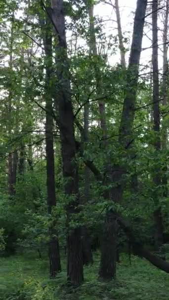 Κάθετη βίντεο από πολλά δέντρα στο δάσος — Αρχείο Βίντεο