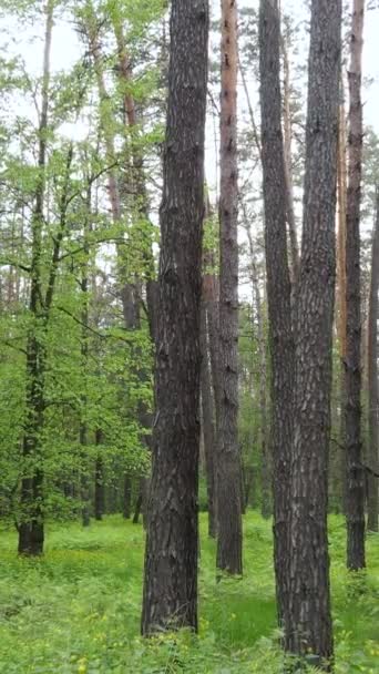 Vertikales Video von vielen Bäumen im Wald — Stockvideo