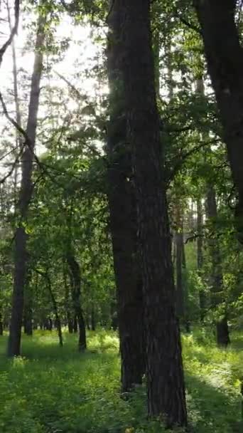 Video vertikal dari banyak pohon di hutan — Stok Video