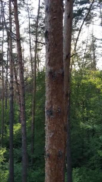 Vertikales Video von vielen Bäumen im Wald — Stockvideo