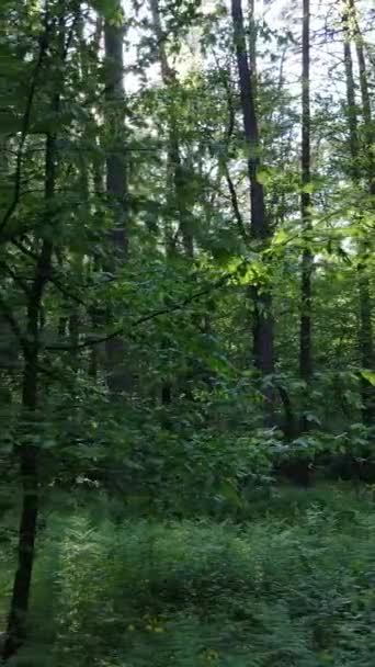 Verticale video van veel bomen in het bos — Stockvideo