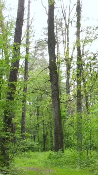 Video verticale di molti alberi nella foresta — Video Stock