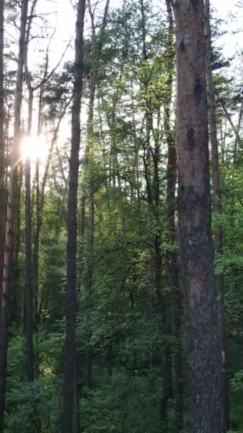 Video verticale di molti alberi nella foresta — Video Stock