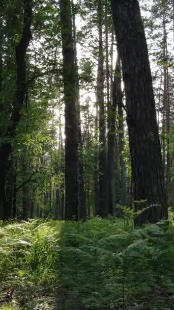 Vidéo verticale de nombreux arbres dans la forêt — Video