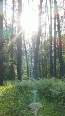 Ormandaki birçok ağacın dikey videosu