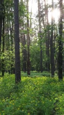 Ormandaki birçok ağacın dikey videosu