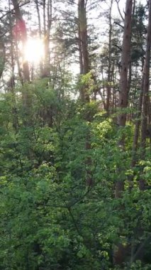 Ormandaki birçok ağacın dikey videosu