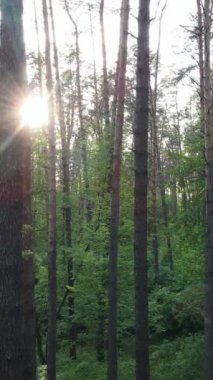 Ormandaki birçok ağacın dikey videosu