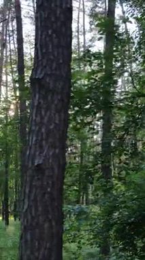 Ormandaki birçok ağacın dikey videosu