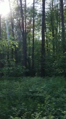 Ormandaki birçok ağacın dikey videosu