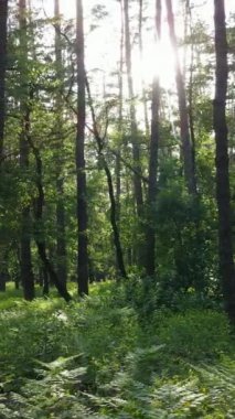 Ormandaki birçok ağacın dikey videosu