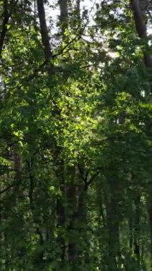 Ormandaki birçok ağacın dikey videosu