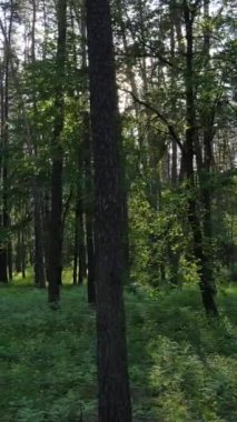 Ormandaki birçok ağacın dikey videosu