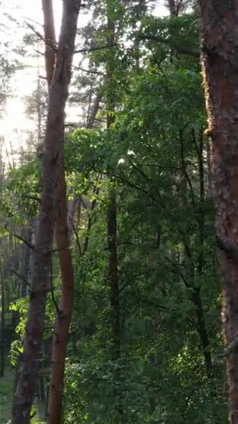 วิดีโอแนวตั้งของต้นไม้หลายต้นในป่า — วีดีโอสต็อก