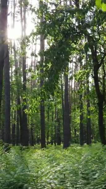 Vídeo vertical de muchos árboles en el bosque — Vídeo de stock