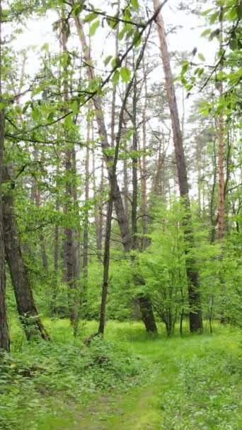 Vídeo vertical de muitas árvores na floresta — Vídeo de Stock