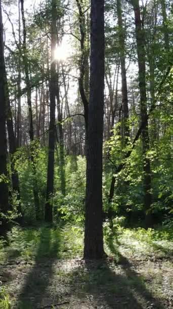 Verticale video van veel bomen in het bos — Stockvideo