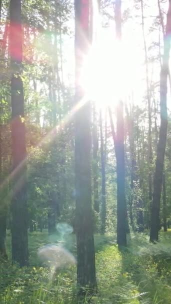 Video verticale di molti alberi nella foresta — Video Stock