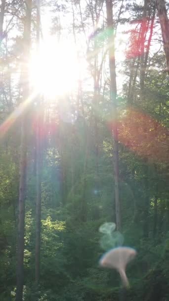 Vertikales Video von vielen Bäumen im Wald — Stockvideo