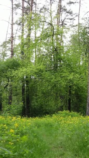 Vertikal video av många träd i skogen — Stockvideo