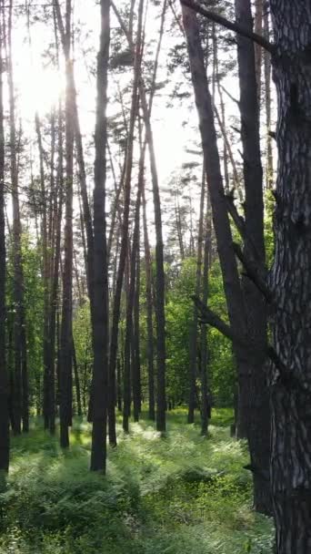 Verticale video van veel bomen in het bos — Stockvideo