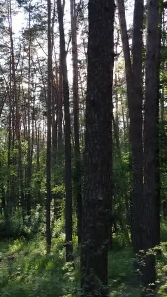 Vertikal video av många träd i skogen — Stockvideo